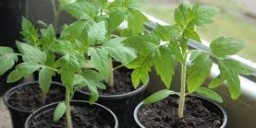Вирощування розсади помідорів для початківців
