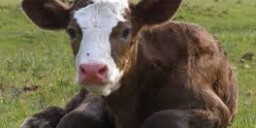 Як отримати потомство від корови