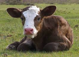 Як отримати потомство від корови