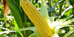 Ущільнені посіви кукурудзи