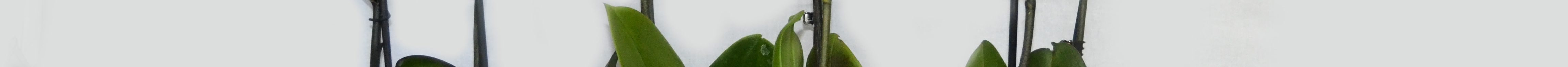 Орхідеї сорту Валенопсіс